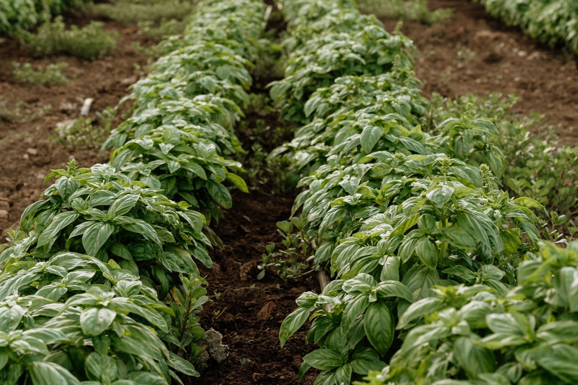 Organic Pesto ready to use and genuine Bio Orto