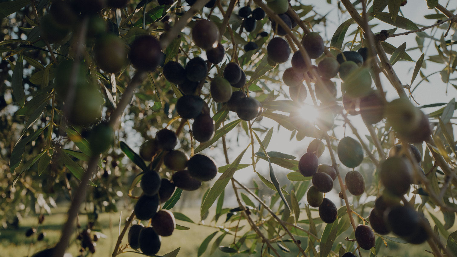 Peranzana Oil: extreme versatility in the kitchen | Bio Orto