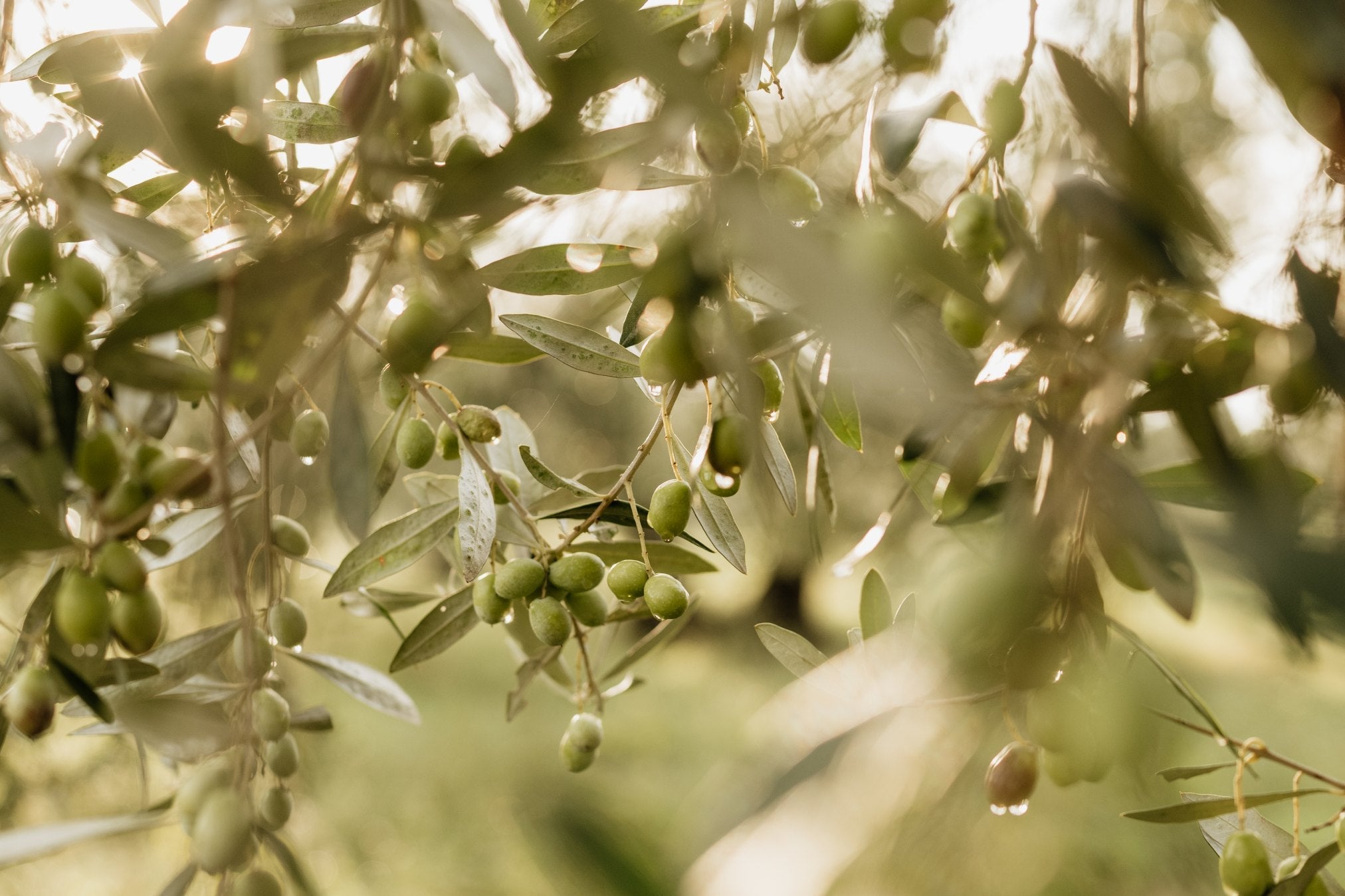 Olio Extravergine di Oliva Biologico IGP