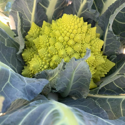 Organic Romanesco Broccoli Spread